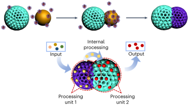 Emulsion-oriented assembly for Janus double-spherical mesoporous nanoparticles as biological logic gates