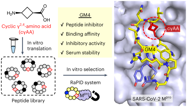 In vitro selection of macrocyclic peptide inhibitors containing cyclic γ<sup>2,4</sup>-amino acids targeting the SARS-CoV-2 main protease