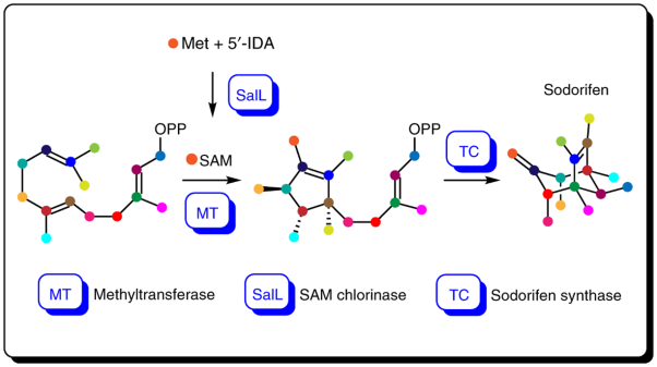Fragmentation and [4 + 3] cycloaddition in sodorifen biosynthesis