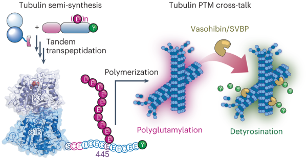 Tubulin engineering by semi-synthesis reveals that polyglutamylation directs detyrosination