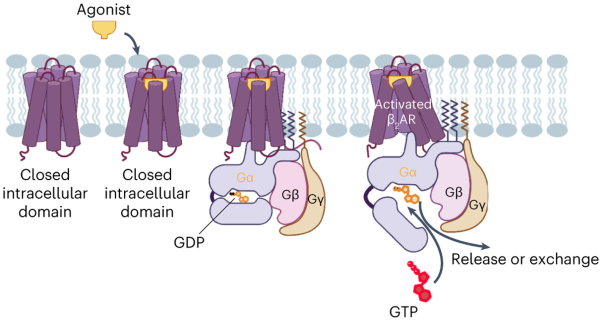The dynamics of agonist-β<sub>2</sub>-adrenergic receptor activation induced by binding of GDP-bound Gs protein
