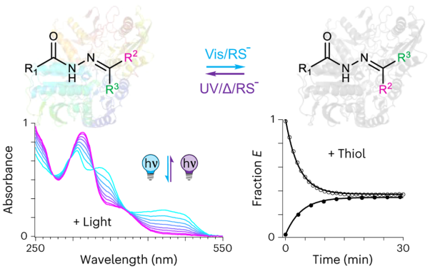 Isomerization of bioactive acylhydrazones triggered by light or thiols