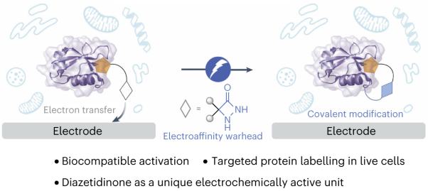 An electroaffinity labelling platform for chemoproteomic-based target identification