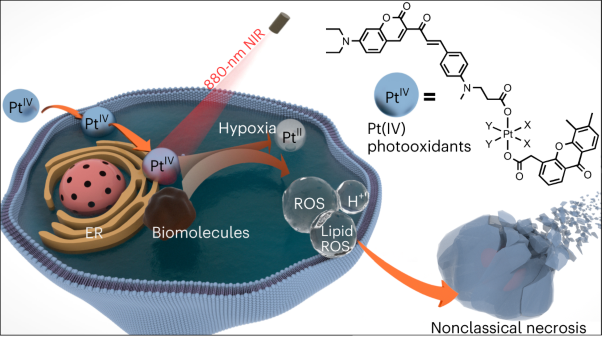 Near-infrared-activated anticancer platinum(IV) complexes directly photooxidize biomolecules in an oxygen-independent manner
