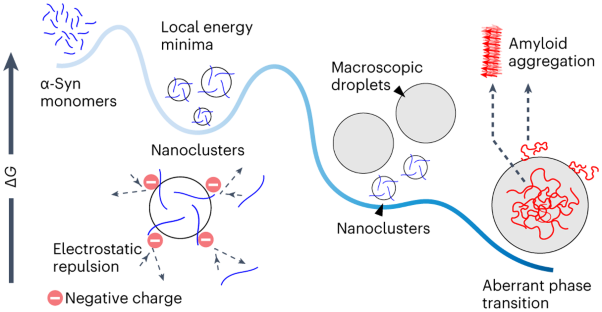 Mass photometric detection and quantification of nanoscale α-synuclein phase separation