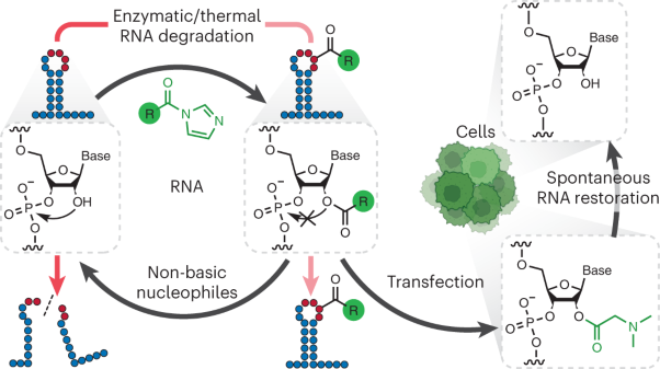 Reversible 2′-OH acylation enhances RNA stability