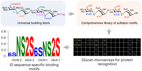 Efficient platform for synthesizing comprehensive heparan sulfate oligosaccharide libraries for decoding glycosaminoglycan–protein interactions