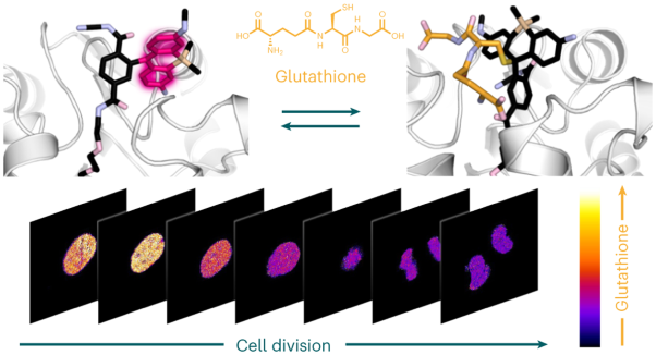 A locally activatable sensor for robust quantification of organellar glutathione