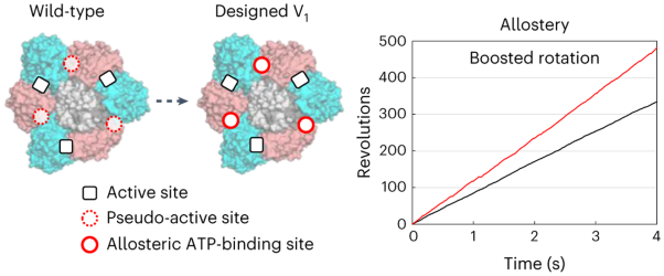 Design of allosteric sites into rotary motor V<sub>1</sub>-ATPase by restoring lost function of pseudo-active sites