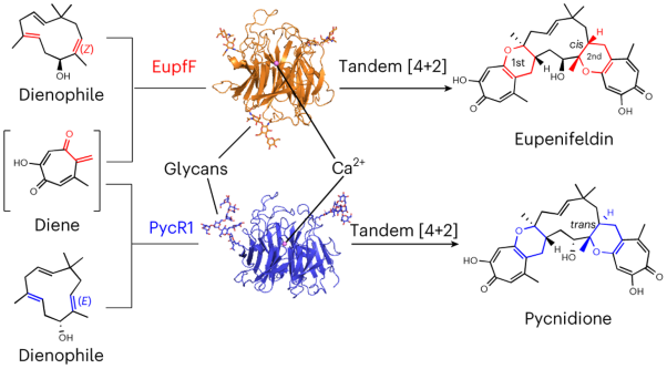 Tandem intermolecular [4 + 2] cycloadditions are catalysed by glycosylated enzymes for natural product biosynthesis