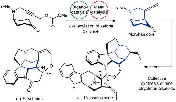 A bridged backbone strategy enables collective synthesis of strychnan alkaloids