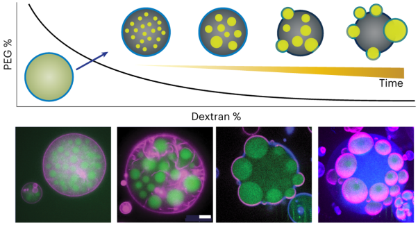 Kinetic control of shape deformations and membrane phase separation inside giant vesicles