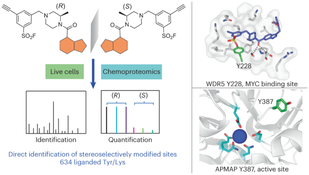 Direct mapping of ligandable tyrosines and lysines in cells with chiral sulfonyl fluoride probes