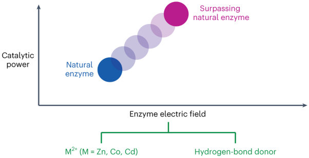 Enhanced active-site electric field accelerates enzyme catalysis