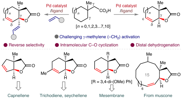 Access to unsaturated bicyclic lactones by overriding conventional C(<i>sp</i><sup>3</sup>)–H site selectivity