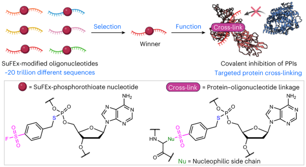 Discovering covalent inhibitors of protein–protein interactions from trillions of sulfur(VI) fluoride exchange-modified oligonucleotides