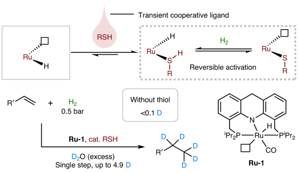 Hydrogenative alkene perdeuteration aided by a transient cooperative ligand