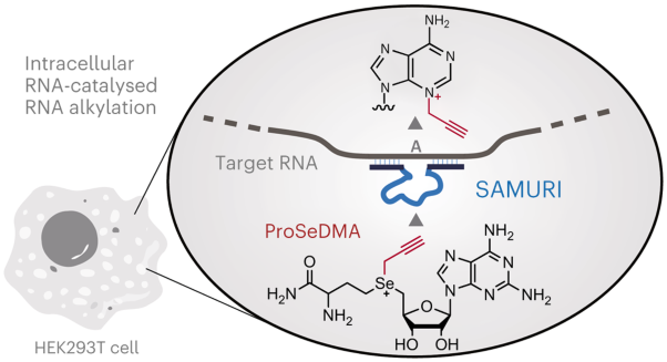 A SAM analogue-utilizing ribozyme for site-specific RNA alkylation in living cells