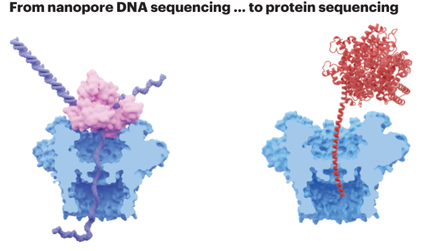 Nanopore DNA sequencing technologies and their applications towards single-molecule proteomics
