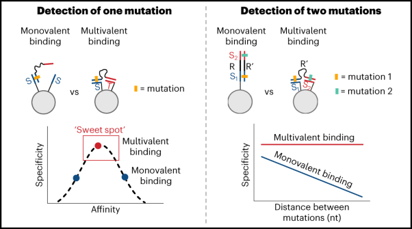 Heteromultivalency enables enhanced detection of nucleic acid mutations