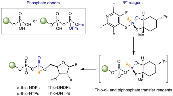 Stereocontrolled access to thioisosteres of nucleoside di- and triphosphates