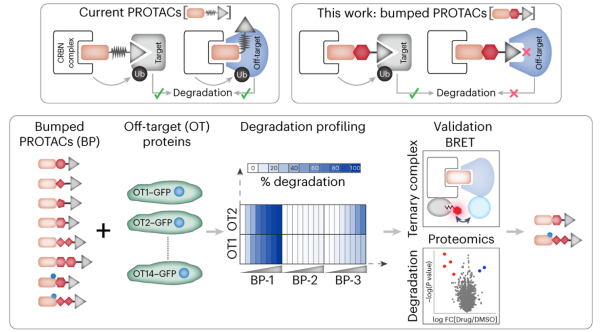 Proteolysis-targeting chimeras with reduced off-targets