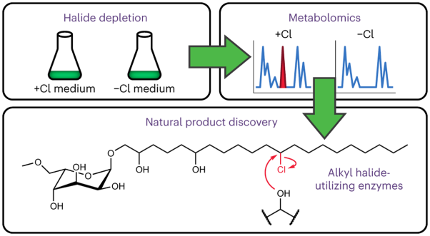 Accelerating the discovery of alkyl halide-derived natural products using halide depletion