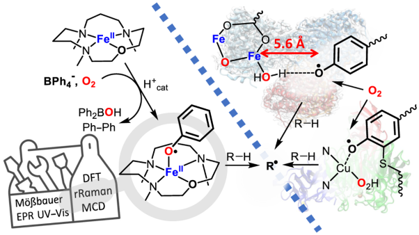 Trapping of a phenoxyl radical at a non-haem high-spin iron(II) centre