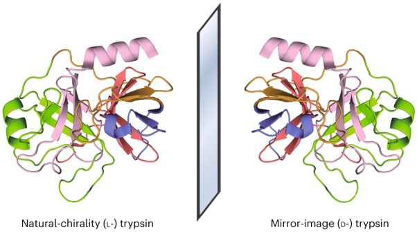 Mirror-image trypsin digestion and sequencing of D-proteins