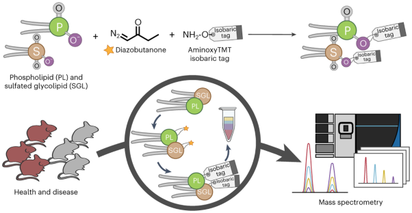 Diazobutanone-assisted isobaric labelling of phospholipids and sulfated glycolipids enables multiplexed quantitative lipidomics using tandem mass spectrometry