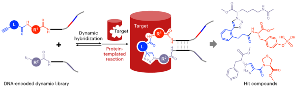 Protein-templated ligand discovery via the selection of DNA-encoded dynamic libraries