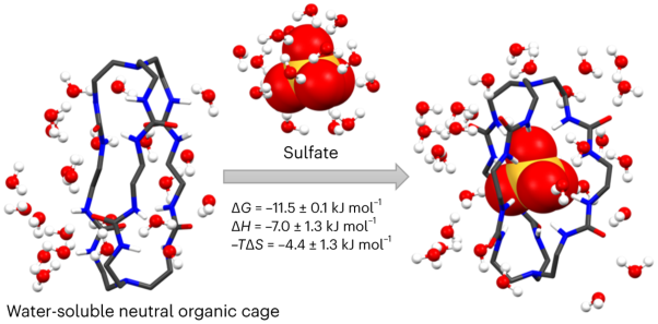 A charge-neutral organic cage selectively binds strongly hydrated sulfate anions in water