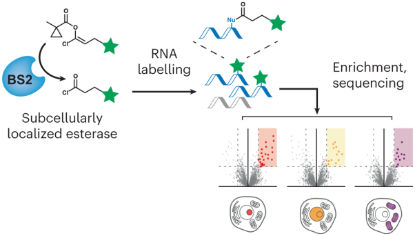 Bioorthogonal masked acylating agents for proximity-dependent RNA labelling