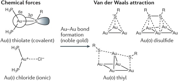 Competition of van der Waals and chemical forces on gold–sulfur surfaces and nanoparticles