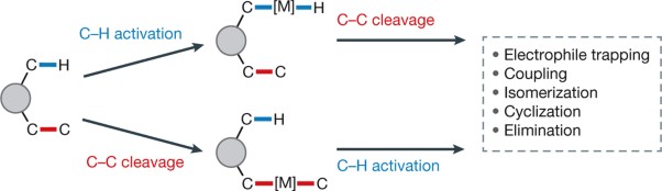 Merging C–H and C–C bond cleavage in organic synthesis