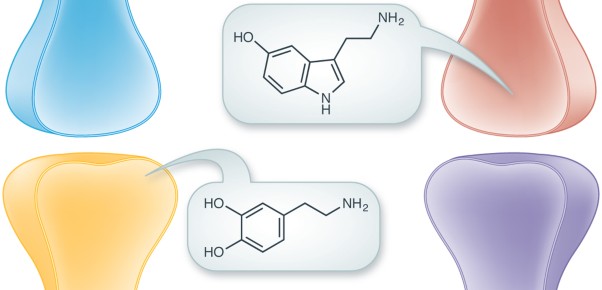 Measuring synaptic vesicles using cellular electrochemistry and nanoscale molecular imaging