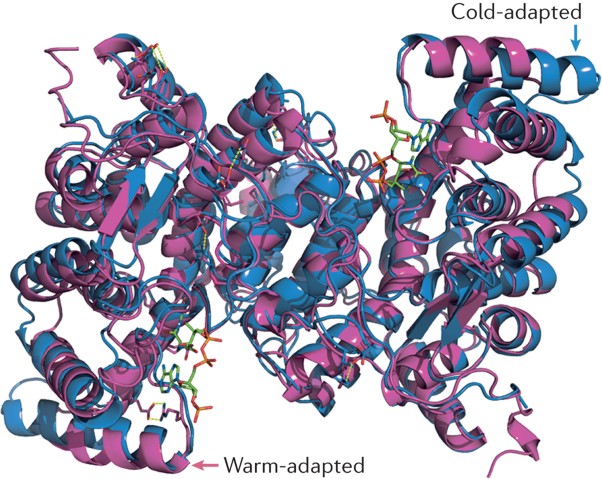 Computation of enzyme cold adaptation