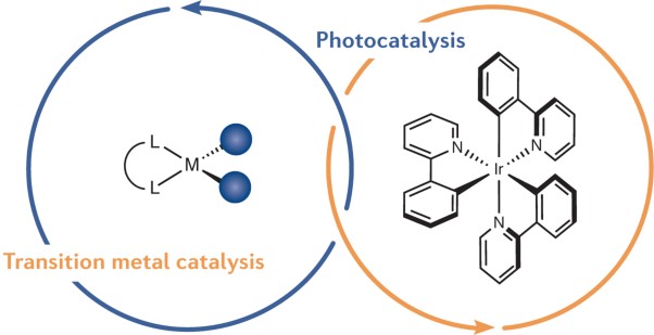 The merger of transition metal and photocatalysis