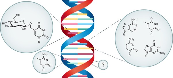 Mapping and elucidating the function of modified bases in DNA