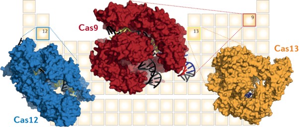 The chemistry of Cas9 and its CRISPR colleagues