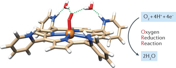 Molecular electrocatalysts for the oxygen reduction reaction