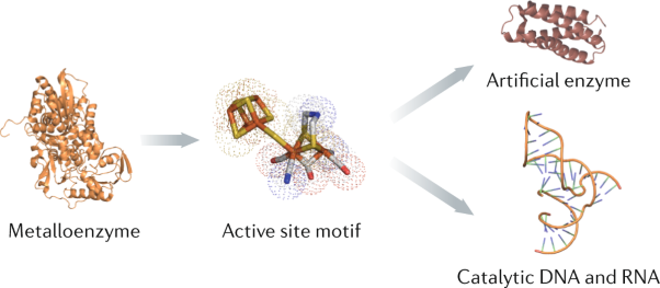 The plasticity of redox cofactors: from metalloenzymes to redox-active DNA