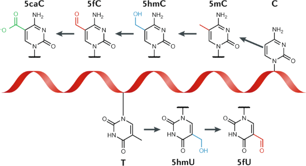 Methods for detection of cytosine and thymine modifications in DNA