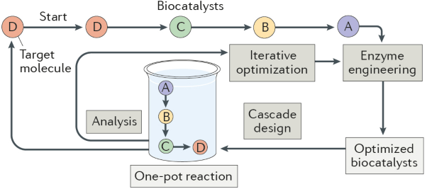 Extending the application of biocatalysis to meet the challenges of drug development