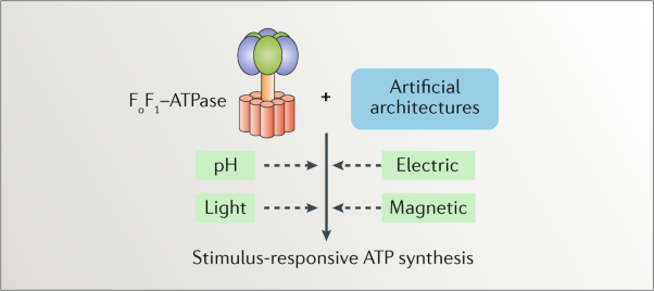 Reconstitution of F<sub>o</sub>F<sub>1</sub>-ATPase-based biomimetic systems