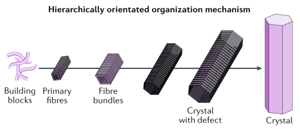 Hierarchically oriented organization in&#xa0;supramolecular peptide crystals