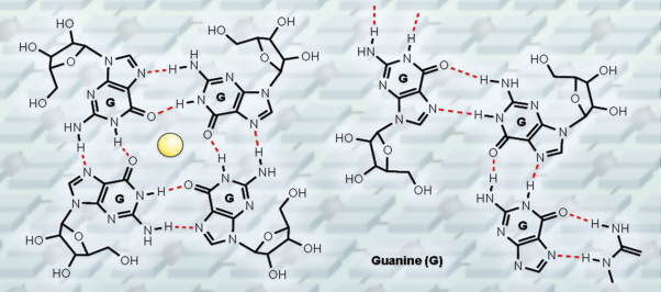 Applications of guanine quartets in nanotechnology and chemical biology
