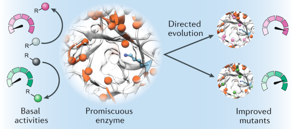 The importance of catalytic promiscuity for enzyme design and evolution