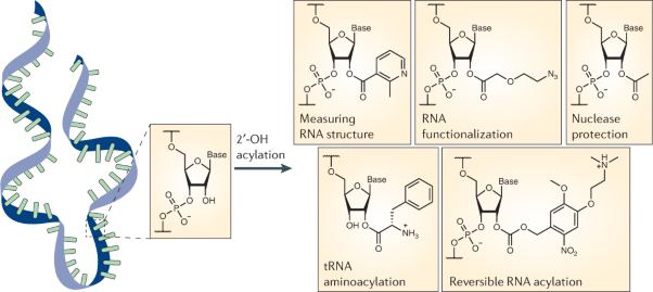 The chemistry and applications of&#xa0;RNA 2′-OH acylation