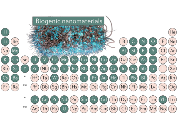 Biosynthesis of inorganic nanomaterials using microbial cells and bacteriophages